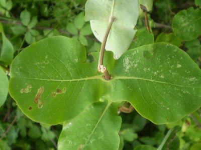 Lonicera etrusca