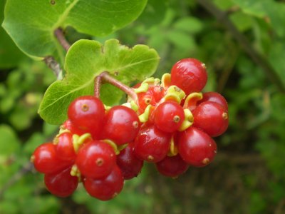 Lonicera etrusca
