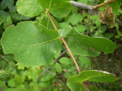 Lonicera etrusca