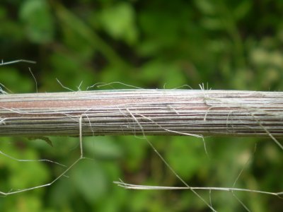 Lonicera etrusca