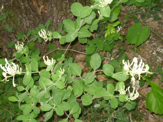 Lonicera etrusca / Caprifoglio etrusco