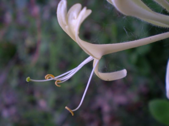 Lonicera etrusca / Caprifoglio etrusco