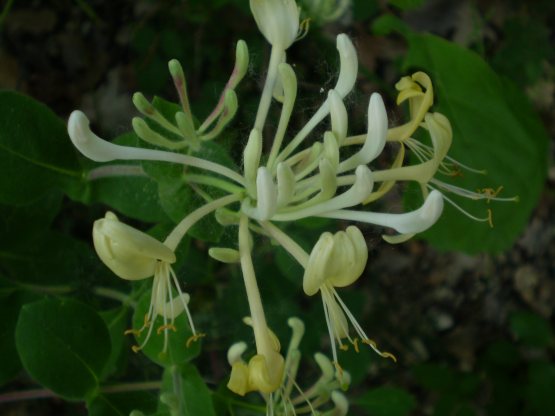 Lonicera etrusca / Caprifoglio etrusco