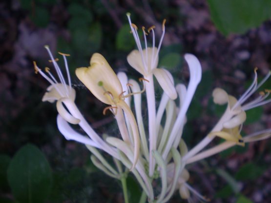 Lonicera etrusca / Caprifoglio etrusco