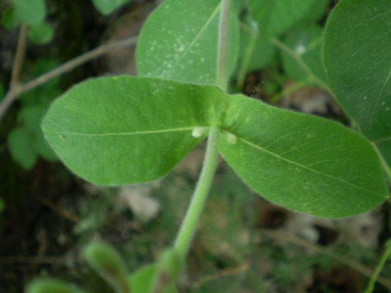 Lonicera etrusca / Caprifoglio etrusco