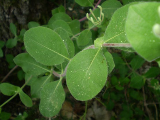 Lonicera etrusca / Caprifoglio etrusco