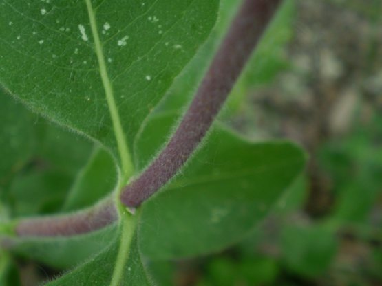 Lonicera etrusca / Caprifoglio etrusco