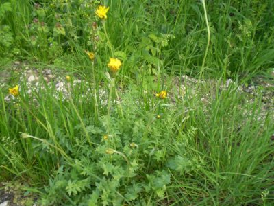 Hyoseris radiata