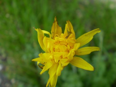 Hyoseris radiata
