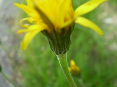 Hyoseris radiata