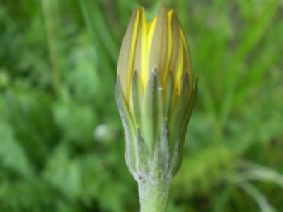 Hyoseris radiata