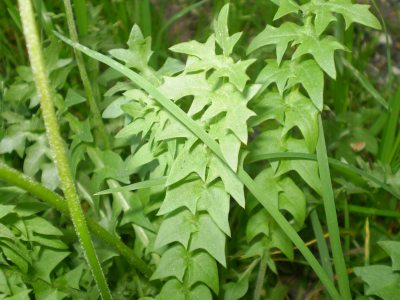 Hyoseris radiata