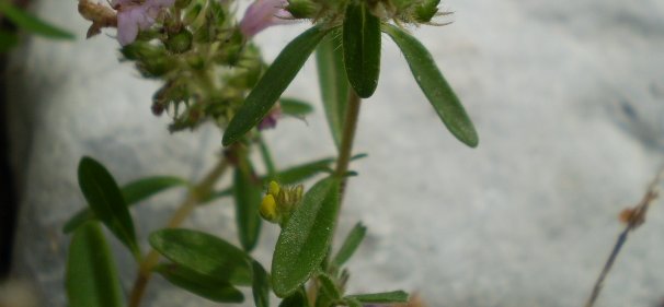 non ho idea fiori rosati - Thymus sp.