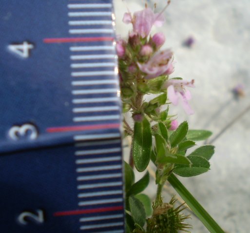 non ho idea fiori rosati - Thymus sp.
