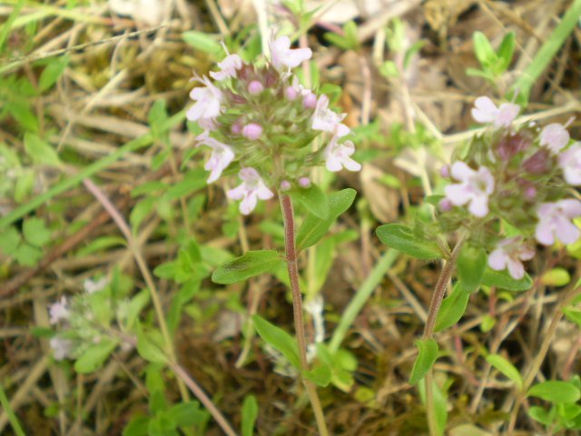 non ho idea fiori rosati - Thymus sp.