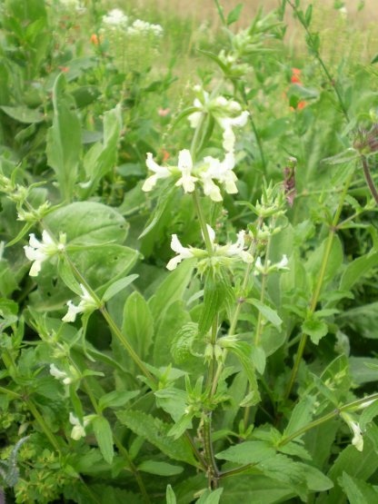 Stachys recta