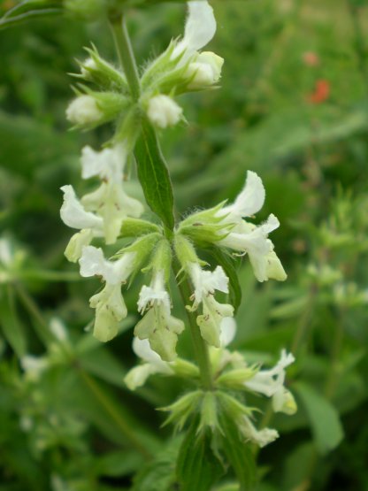 Stachys recta