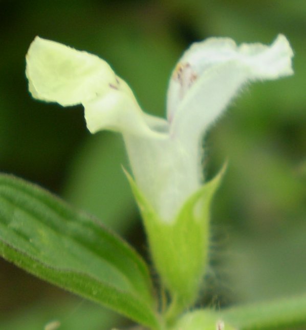 Stachys recta