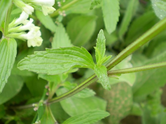 Stachys recta