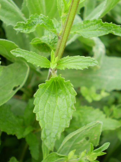 Stachys recta