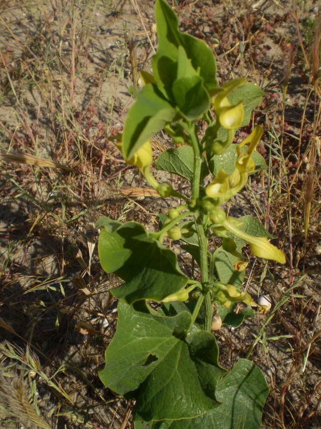 a ridosso dellla spiaggia - Aristolochia clematitis