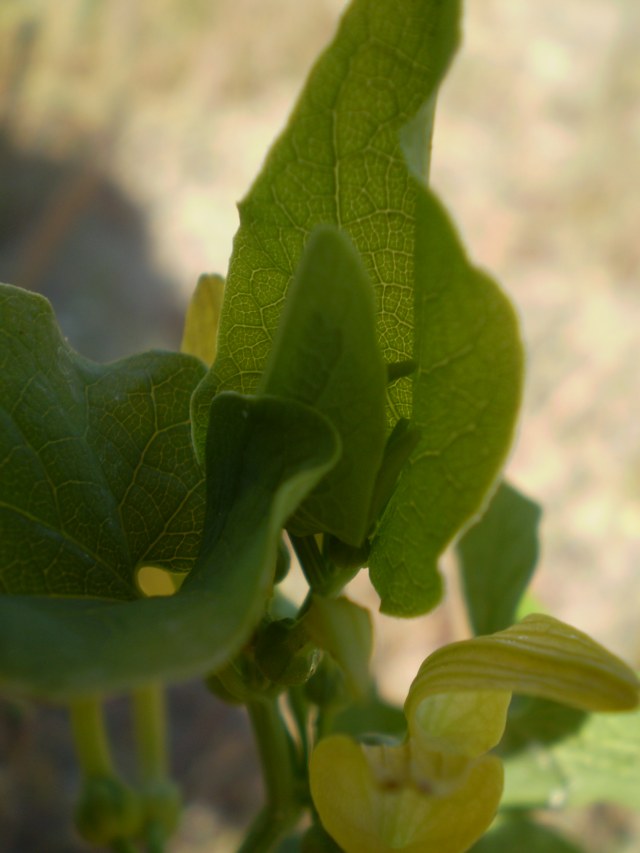 a ridosso dellla spiaggia - Aristolochia clematitis