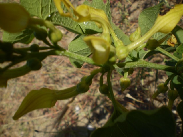 a ridosso dellla spiaggia - Aristolochia clematitis