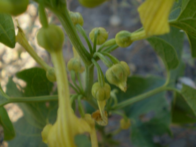a ridosso dellla spiaggia - Aristolochia clematitis