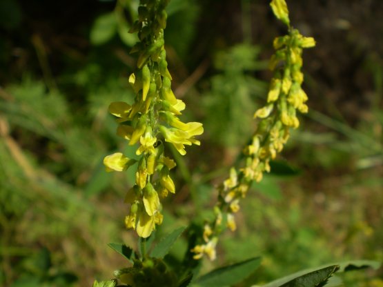 Melilotus cfr. officinalis