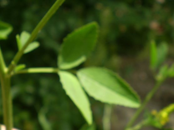 Melilotus cfr. officinalis