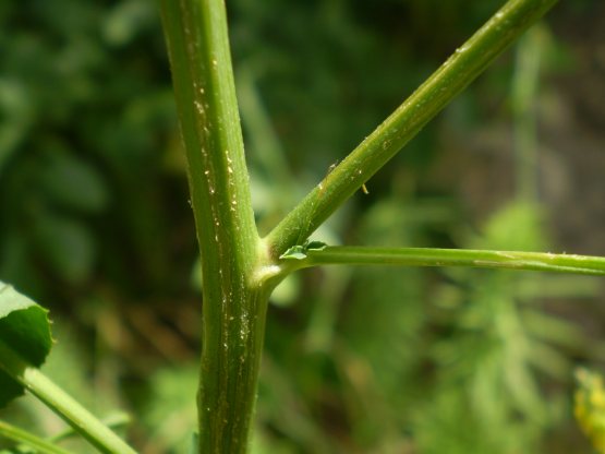 Melilotus cfr. officinalis