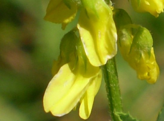 Melilotus cfr. officinalis