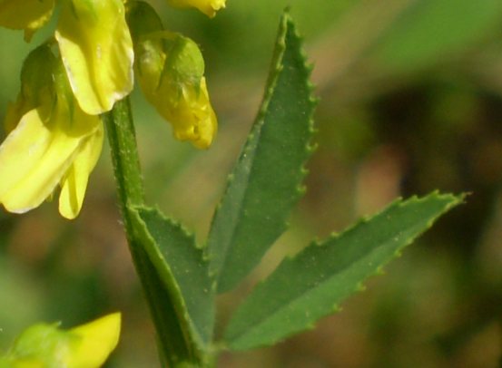 Melilotus cfr. officinalis