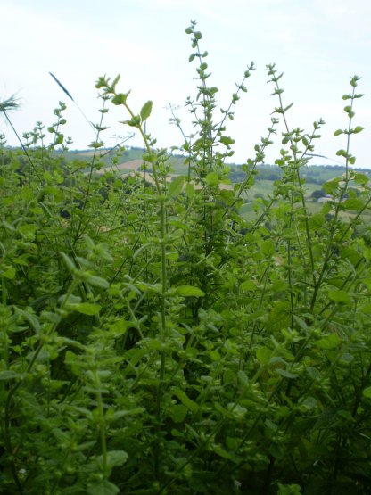 Melissa officinalis