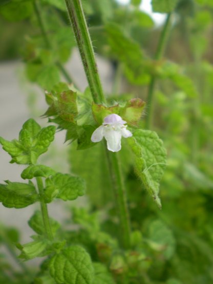 Melissa officinalis