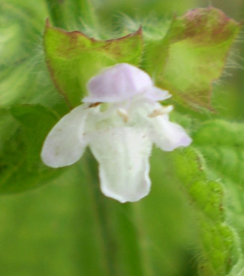 Melissa officinalis