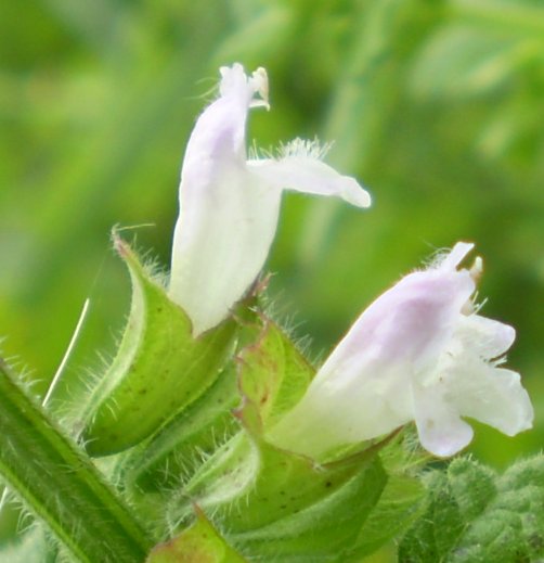 Melissa officinalis