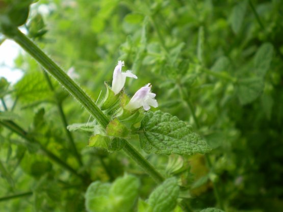 Melissa officinalis