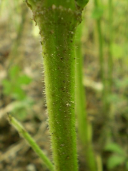 Melissa officinalis
