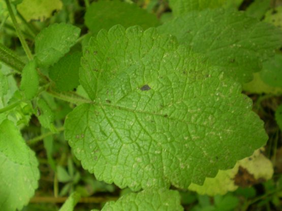 Melissa officinalis