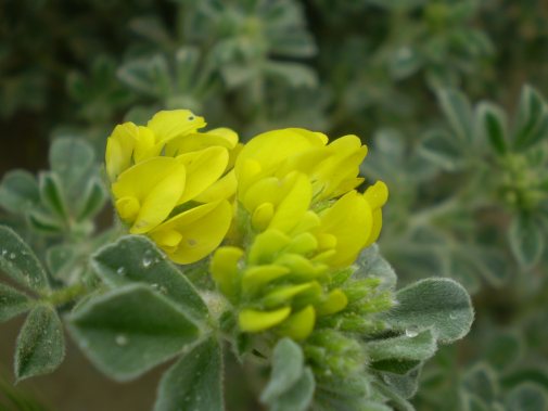 dune Senigallia: Medicago marina