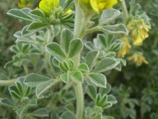 dune Senigallia: Medicago marina