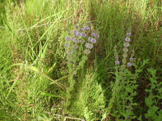 Mentha pulegium