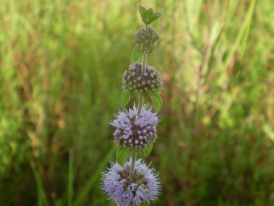Mentha pulegium