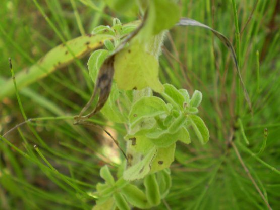 Mentha pulegium
