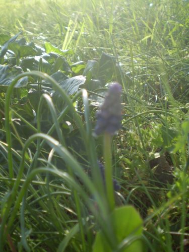 Muscari neglectum?