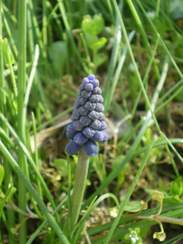 Muscari neglectum?