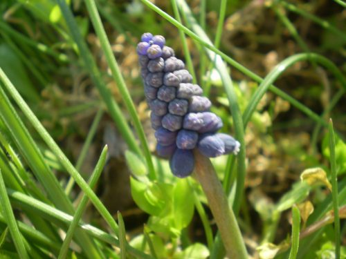 Muscari neglectum?
