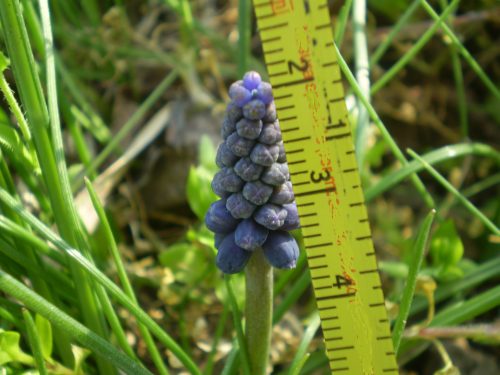 Muscari neglectum?