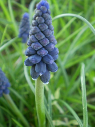 Muscari neglectum?